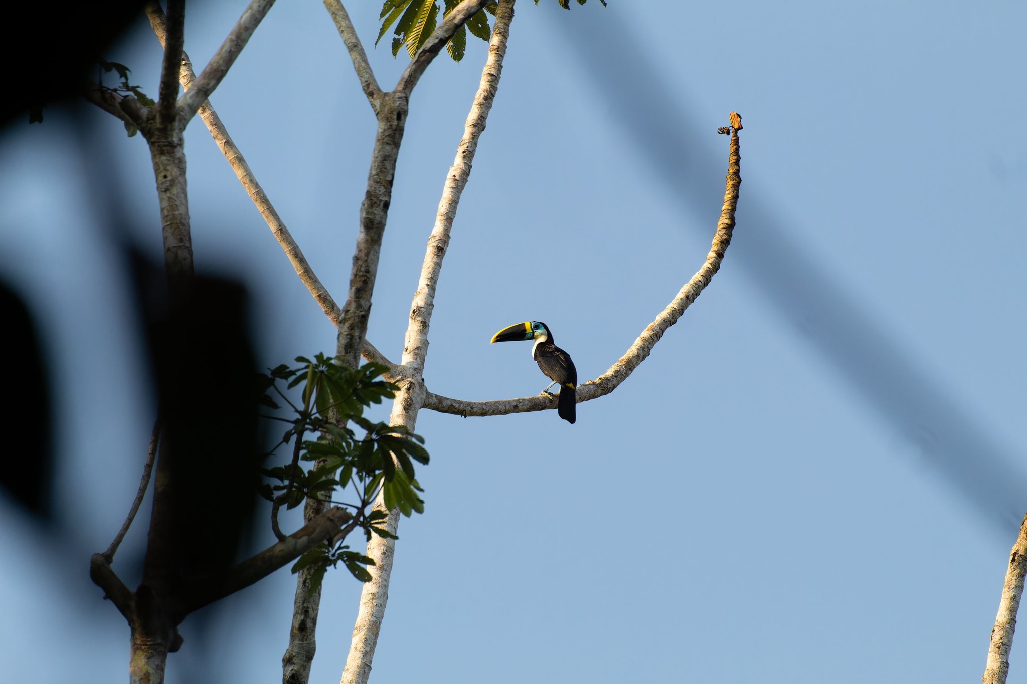 Bird watching