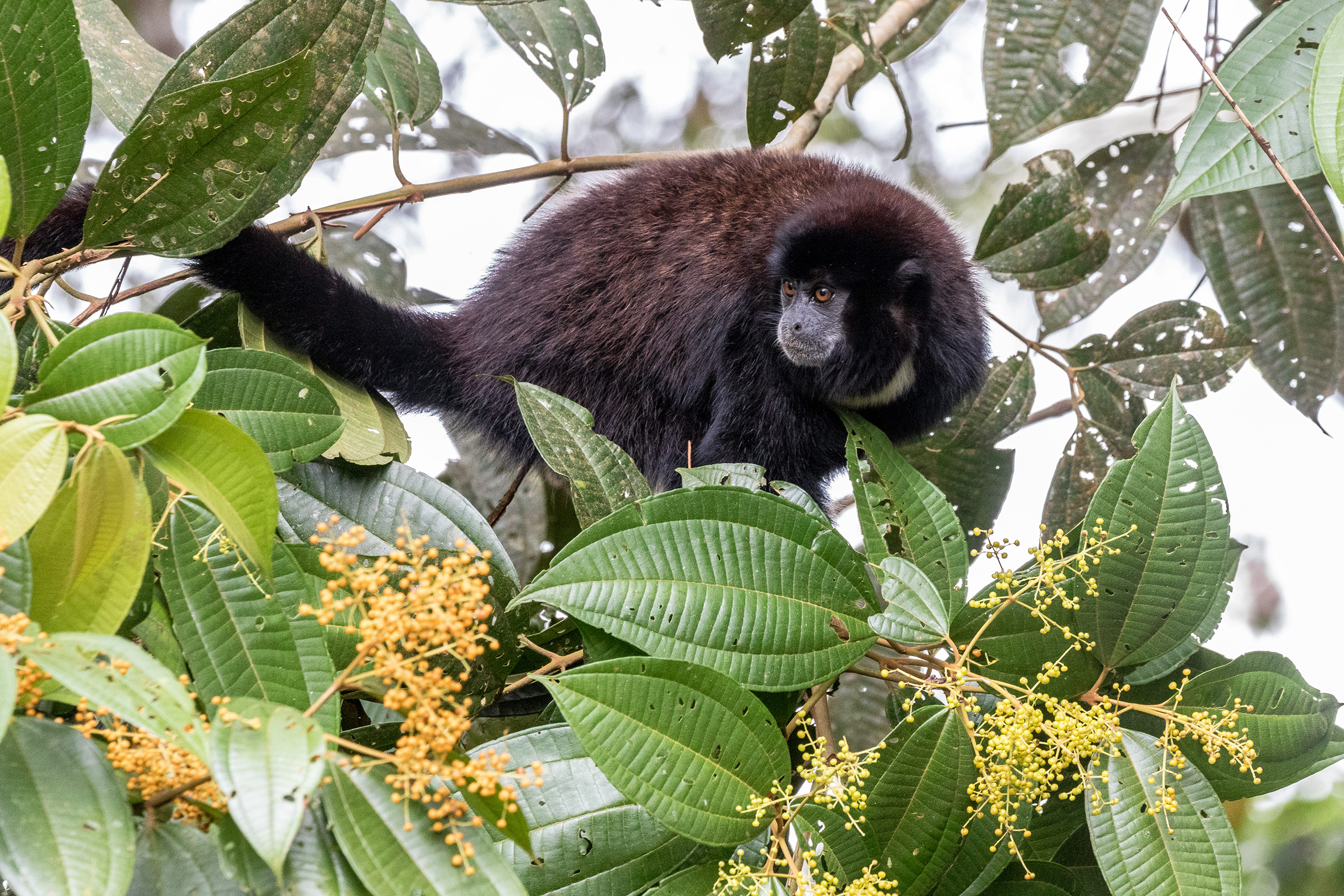 Amazon wildlife