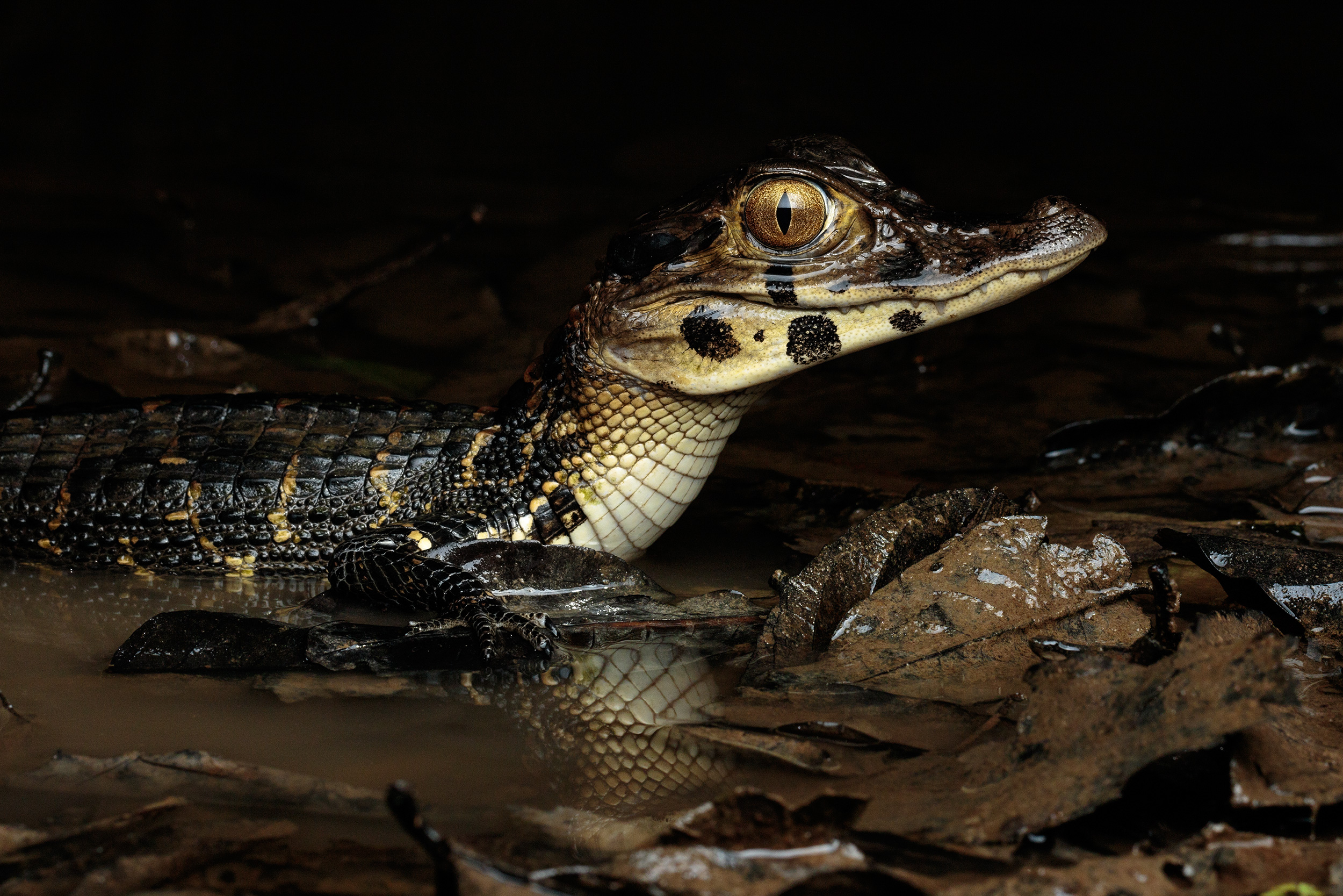 Amazon nature