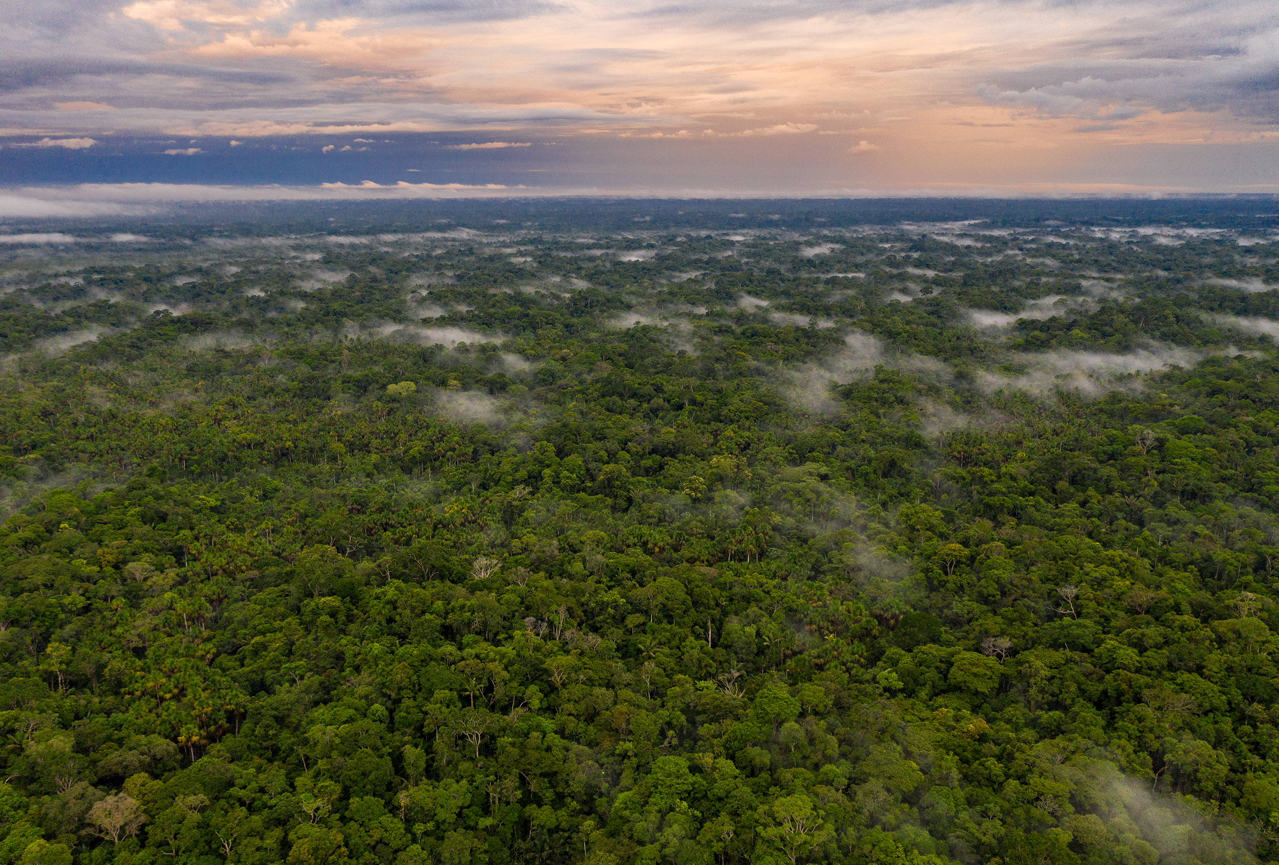 Amazon aerial view