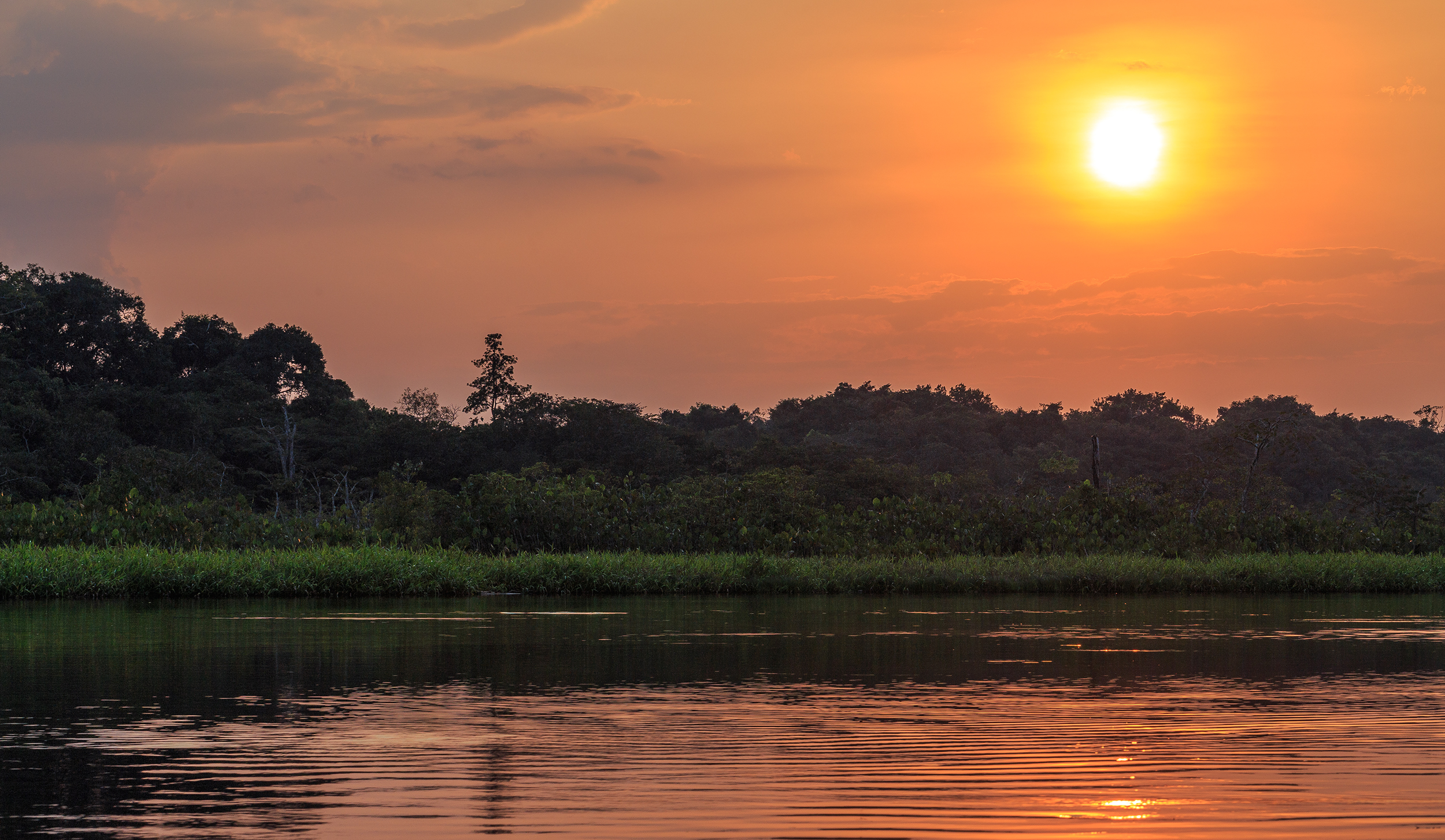 Amazon biodiversity