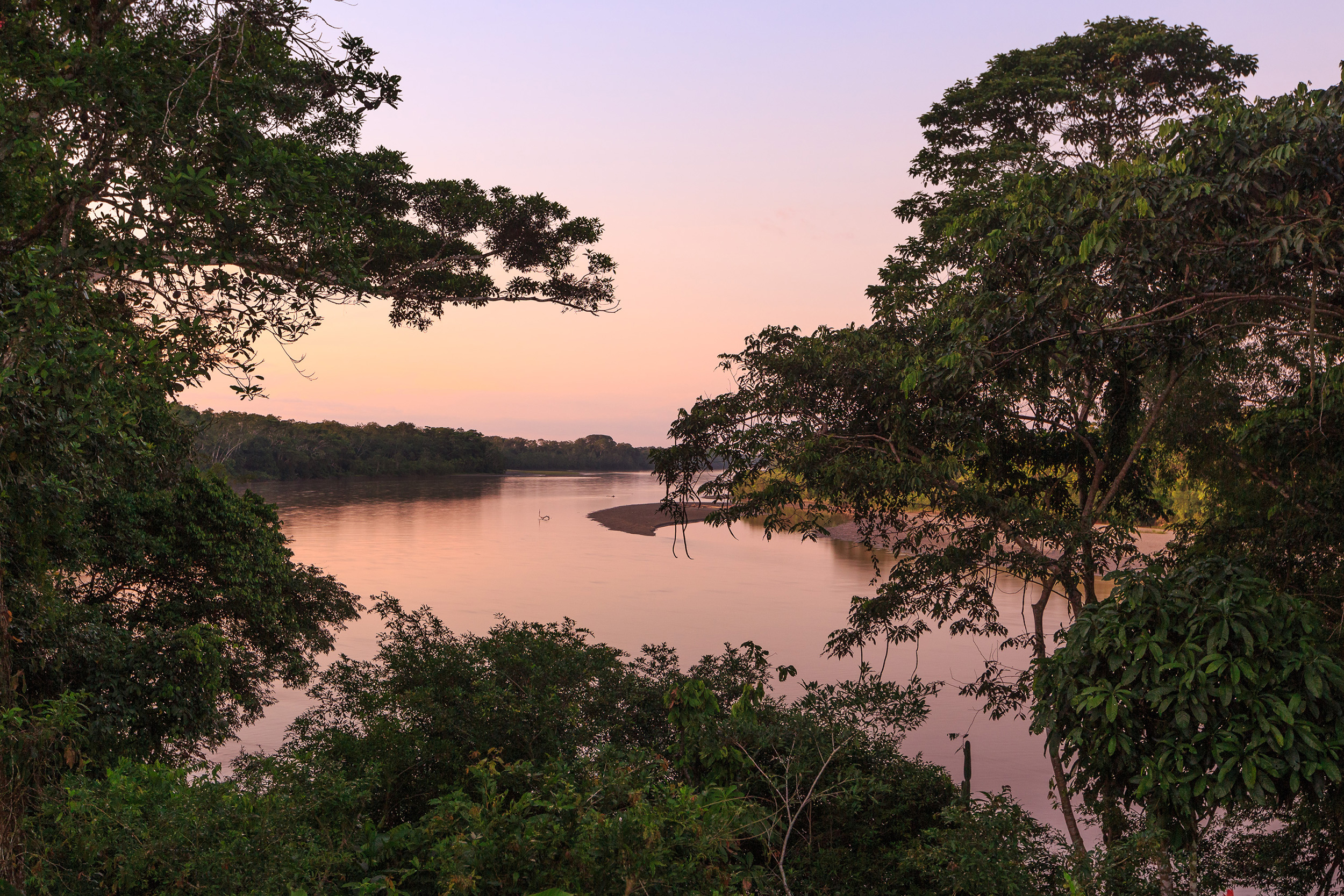 Amazon forest life