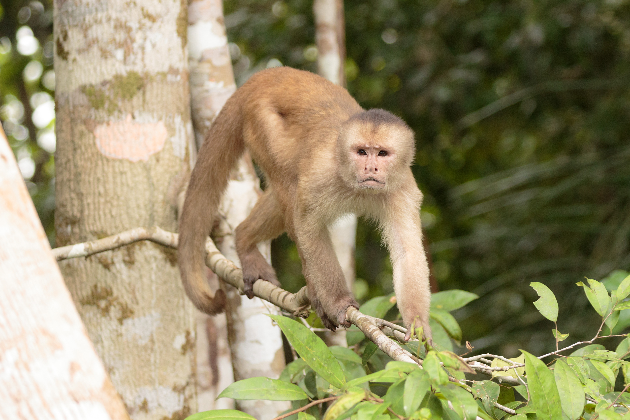 Amazon wildlife encounter
