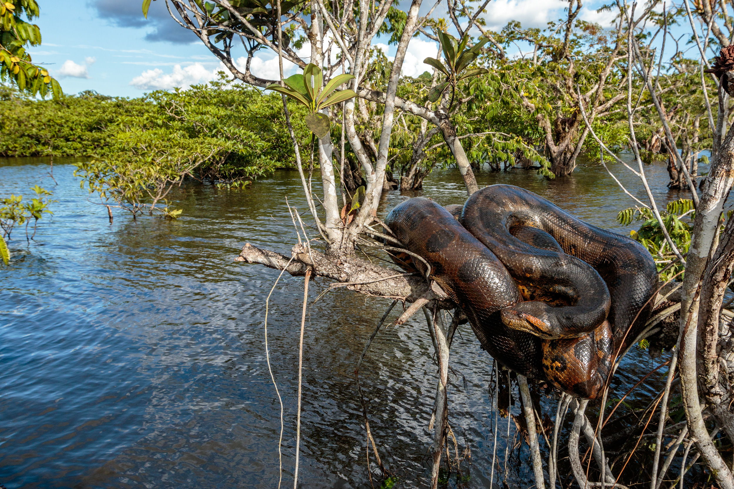 Amazon jungle