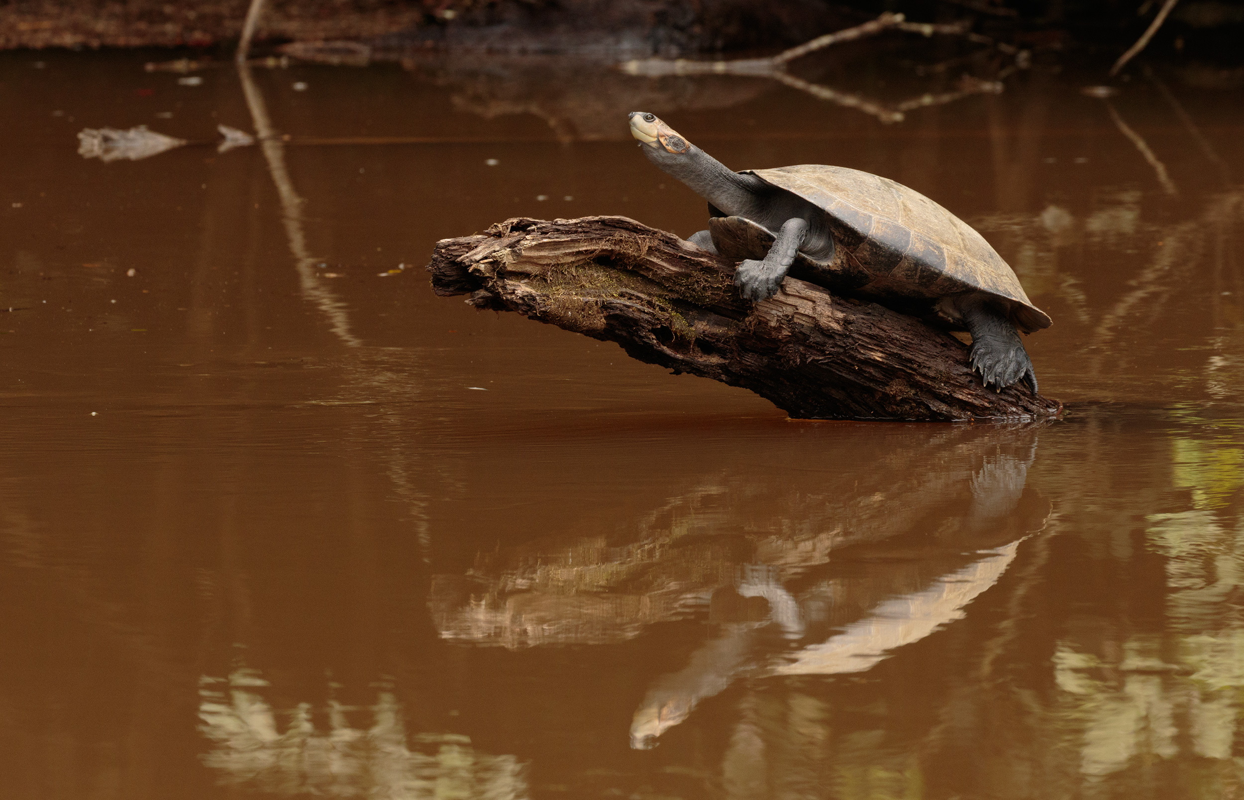 Amazon expedition