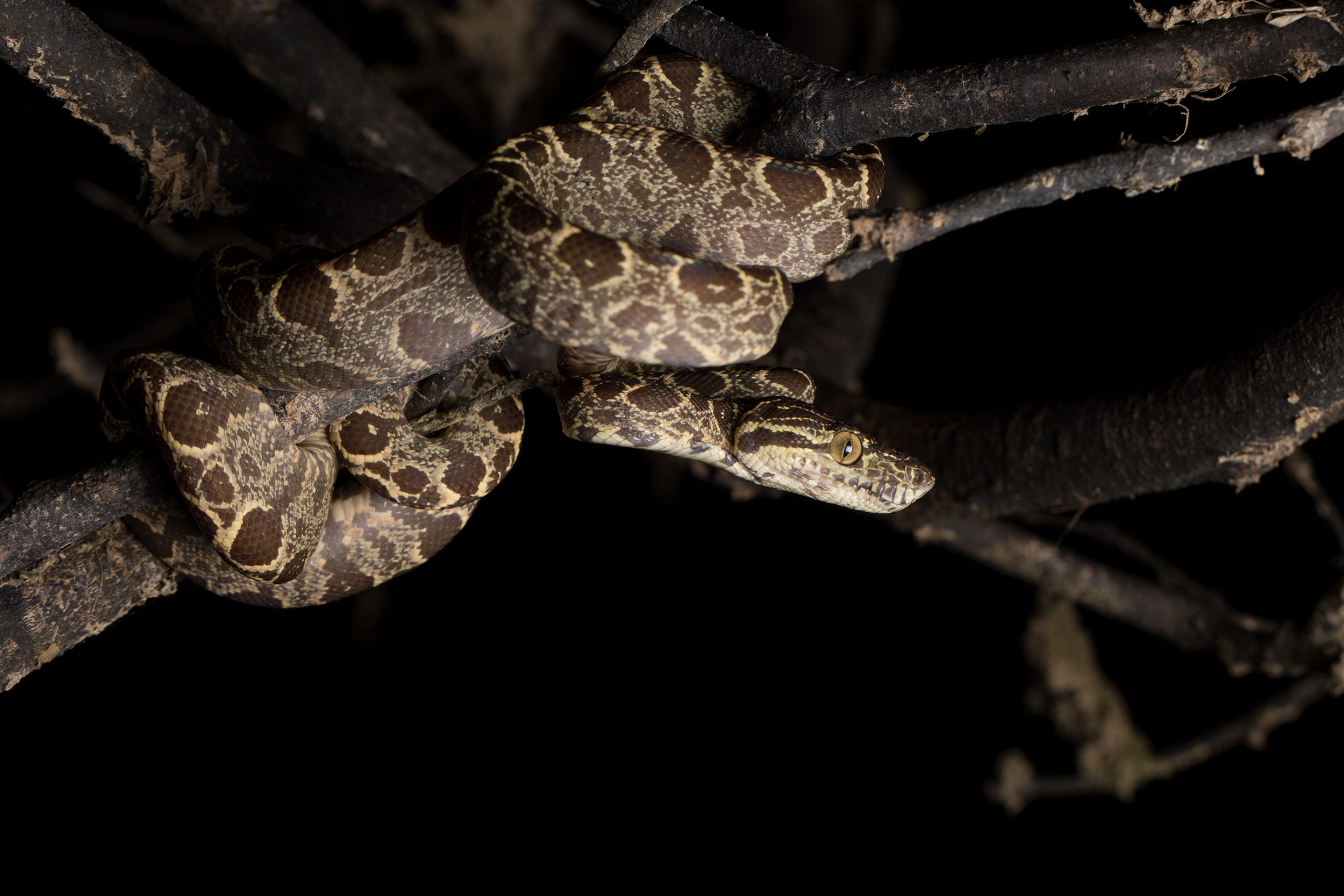 Amazon fauna