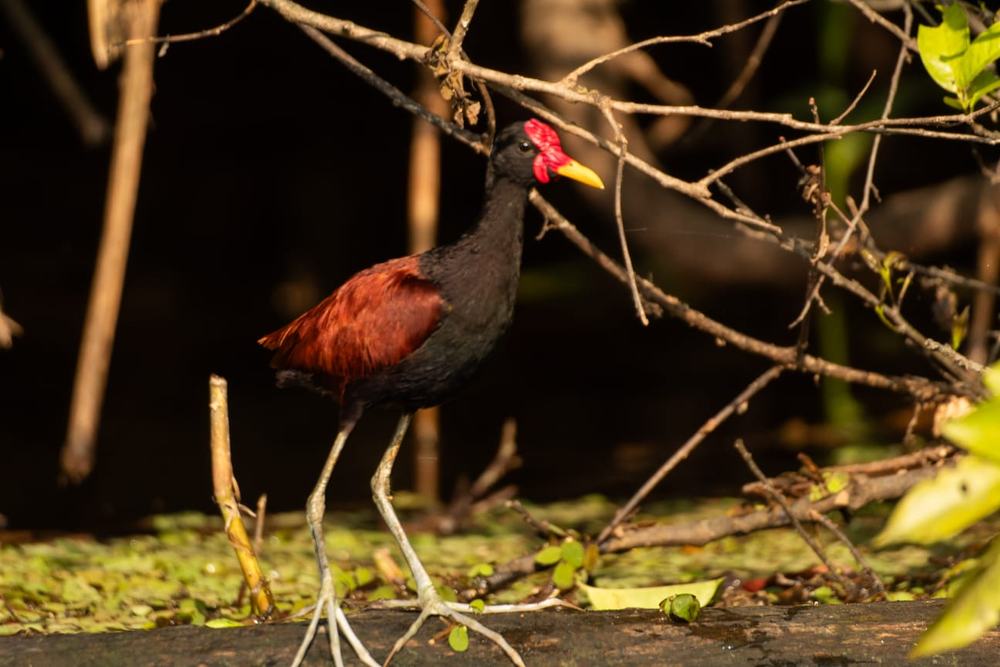 Exotic jungle bird