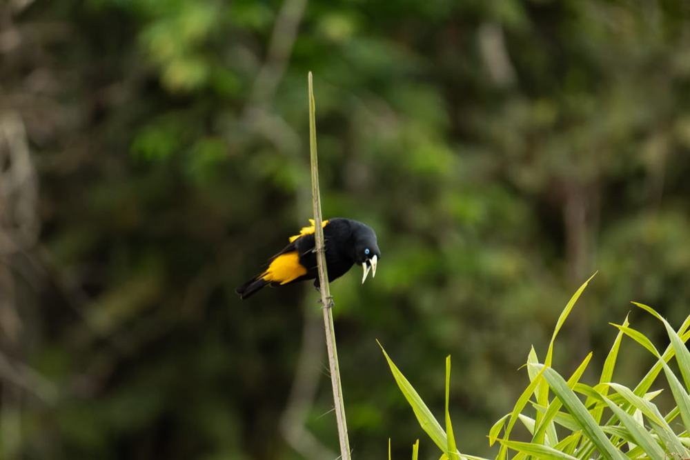 Tropical bird photography