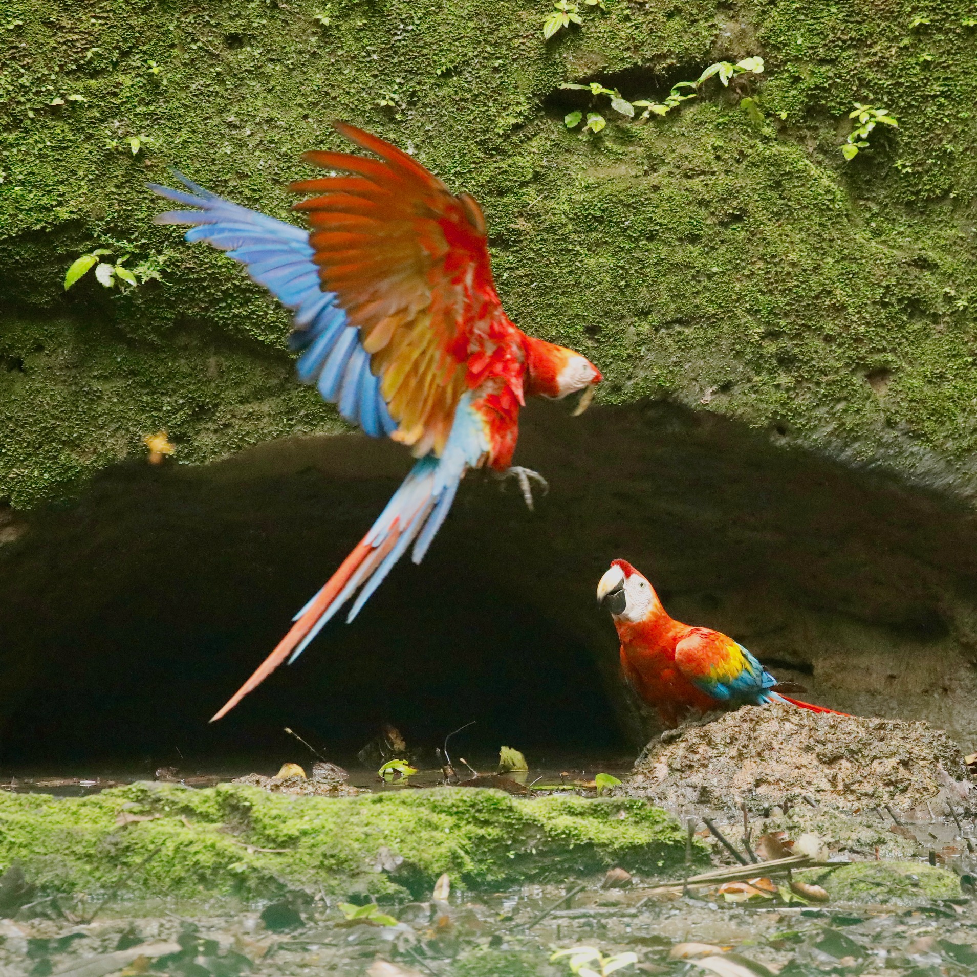 Guacamayo en la Amazonía