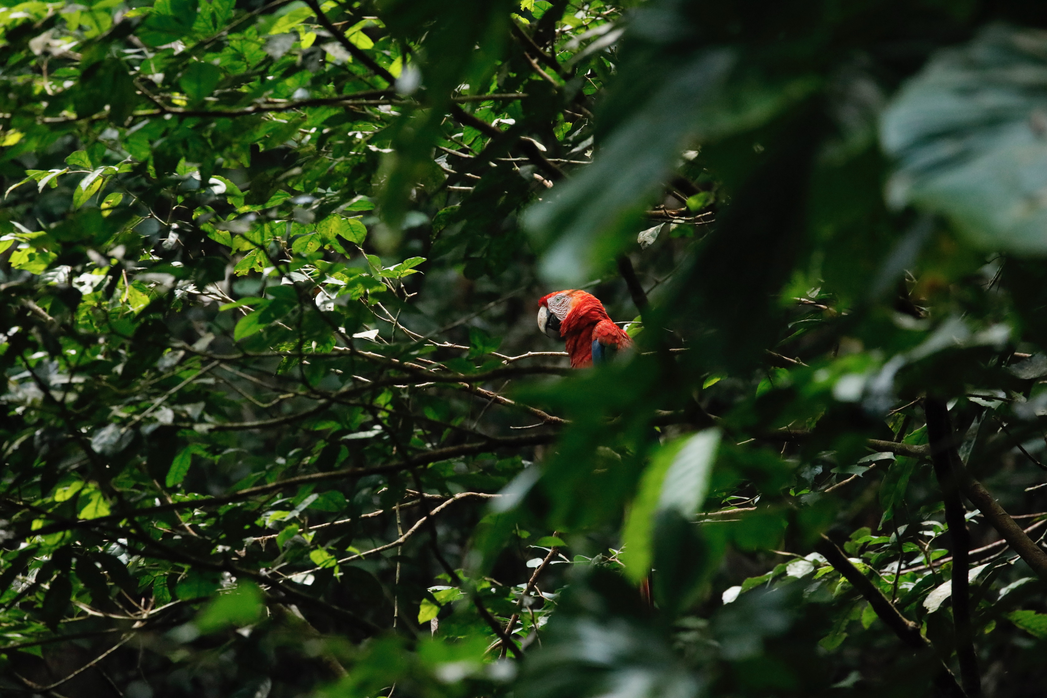 Guacamayo en vuelo