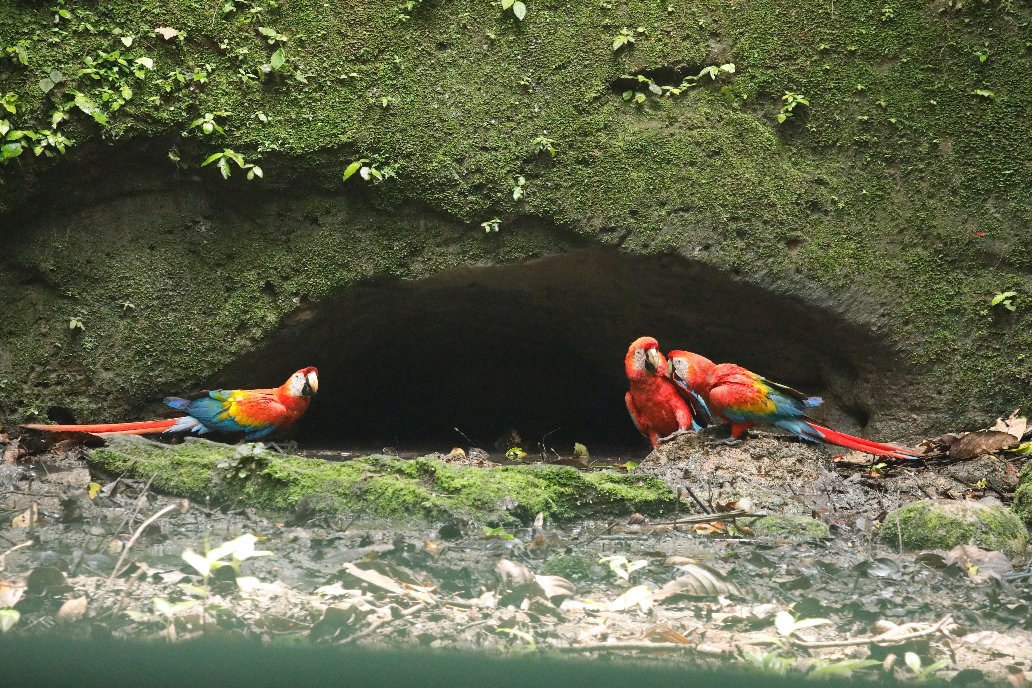 Guacamayo en la selva