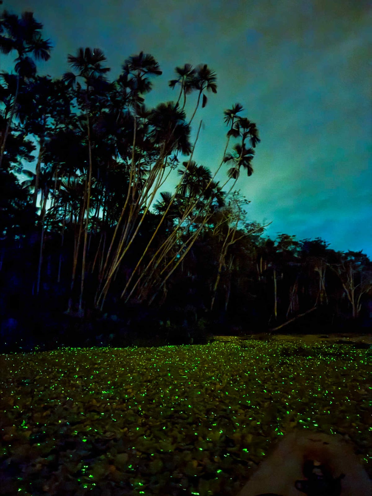 Tour de luciérnagas - Experiencia nocturna amazónica